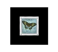 Orsina Butterfly 2 Framed Wall Art Home Wall Décor in Black Orsina Black