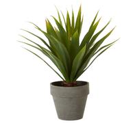 Orsina Fiori Agave Succulent, Cement Effect Pot in Grey Orsina Grey