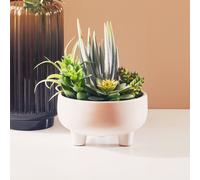 Orsina Fiori Mixed Succulents In Large Ceramic Pot in White Orsina White