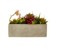 Orsina Fiori Mixed Succulents with Cement Pot in Grey Orsina Grey