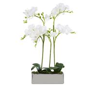 Orsina Fiori White Orchid Plant in Rectangular Pot in Silver Orsina Silver