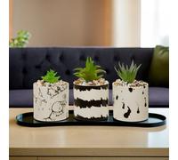 Orsina Mimo Set of 3 White & Black Succulents Orsina Multicolor