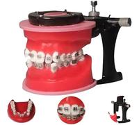 Orthodontic Practice Model Teeth Model, Orthodontic Dental Model with Metal Wires and Bracket, for Teaching, Practice and Training Study