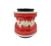 Orthodontic Teaching Model, YOUYA DENTAL Orthodontics Malocclusion Teeth Typodont Demonstration Educational Training Model Red Wax Gum Teeth Practice Model for Teaching Study (Without Orthodontic)