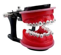 Orthodontic Typodonts Model Wax Embankment Teeth Practice Model Orthodontic Repositioning Molds For Teaching And Study