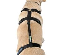 Ortocanis - Knee Brace Fastening Belt for Dog - Prevents Slippage - Improves Stability and Recovery - Size Harness + Leash: L 69-96 cm