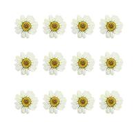 OSALADI 12pcs White Dried Daisy Flowers Pressed Flower Craft for Cell Phone Case and Body Art DIY Handmade Accessories with Synthetic Material for Christmas and Company Events