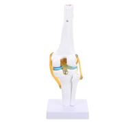 OSALADI Knee Joint Model PVC Simulation 1:1 Life Size Anatomical Model Lightweight Demonstrates Flexion for Students and Anatomical Study