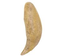 OSALADI Realistic Resin Animal Tooth Model in Beige with Authentic Texture Restoration, Science Teaching Prop Vintage Natural Style Ornament for Study Room Decoration and Museum Display