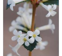 Osmanthus Outdoor Shrub Plant Osmanthus Delavayi Garden Tree Bush 2L Pot Plant Theory Green One Size