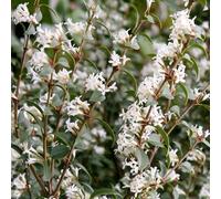 Osmanthus Outdoor Shrub Plant Osmanthus x Burkwoodii Garden Plants 2L Pot Plant Theory Green One Size