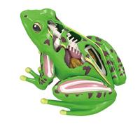 OSNIYAW Veterinary Frogs Anatomy Skeleton Models Biology Teaching Tool Practical Educational Toy for Kids and Medicals Students Educational Equipment