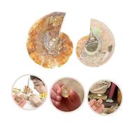 OSOLADY 2pcs Ammonite Specimen Educational Plaything Classroom Teaching Material Decorative Adornment Models for Creative Learning and Knowledge Enrichment