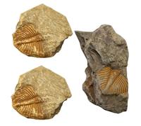 OSOLADY 3pcs Real Ancient Trilobite Specimens Kit Natural Rock Collection for Boys and Girls Educational Science Teaching Props
