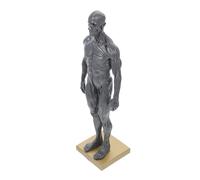 OSOLADY Human Muscle Structure Model Anatomical Sculpture for Artists Detailed Muscle Model with Visible Tendon Structure for Learning and Teaching Anatomy Random Color