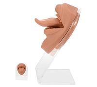 OSOLADY Silicone Tongue and Mouth Practice Model for Piercing Training Flexible Fake Face with Stand for Novice Piercers and Display Purposes Coffee Color