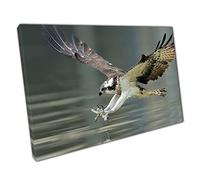 Osprey Hawk Lunging To Catch Fish In The Water Amazing Wild Bird Of Prey Photography Wall Art Print On Canvas Picture For Home Office Decor 45x30cm (18x12In)