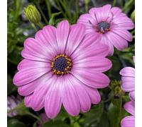 Osteospermum Rose Bicolor 6 Plug Plants Perennial