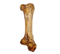 Ostrich Dino Bone For Dogs - Natural Dog Bones