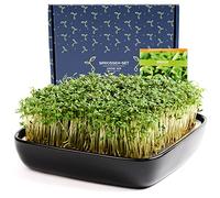Otaro Microgreens Growing Kit with Cress Seeds from Germany | Ready to Go Sprouting Kit | Elegant Seed Trays with Steel Sieve & Ceramic Bowl | Cress Seeds for Kids to grow | (Black)