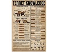 Oudrspo Ferret Knowledge Metal Sign Vintage 20 Facts About Ferrets Retro Poster Home Decor Artwork Printed Gifts Decor Living Room Bedroom 12x16 Inches