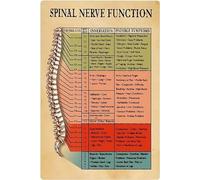 Oudrspo Spinal Nerve Function Metal Signs Wall Decor Aluminium Poster Chiropractic Knowledge PostersOffice Science Plaque Hospital Clinic Home 8x12inch