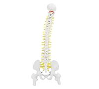 Oumefar 45cm Removable Flexible Human Spine Vertebral Column Spinal Cord Model with Vertebrae Nerves Arteries Lumbar Column and Male Pelvis Includes Stand for Skeleton Anatomy Study Teaching