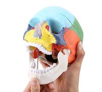 Oumefar Coloured Adult Human Skull Teach Instrument Anatomical Model Including Removable Skull Cap and Articulated Mandible Study Course with Identification Card