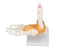 Oumefar Human Foot Model Accurate Anatomical Life Size Skeleton for Anatomy Students and Art Reference, Flexible Foot Model for Learning, PVC Material