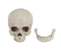 Oumefar Human Skull Model, Life Size Human Skull Model Resin Skull Model 1:1 Replica Realistic Head Bone Anatomical Life Sized Skull for Teaching Tool Halloween Decor White