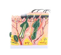 Oumefar Skin Anatomical Model, 50X Three Dimensional Anatomy Biology Teaching Aid Laboratory Supplies for Students Teachers Professionals PVC Material