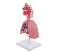 OUNONA 1Pc Respiratory Lung Teaching Model Anatomical Display Tool for Realistic Details for Physiology Anatomy Teaching Schools and Nursing Programs