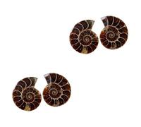 OUNONA 4pcs Ammonite Sample Decor Educational Plaything Simulation Model Adornment for Student Science Teaching Desktop Ornament for Dinosaur Remains Learning