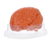 OUNONA Anatomical Brain Model: Human Brain Anatomy Model 3-Part for Learning and Teaching Anatomy - Medical Study Display for Biology or Education