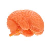 OUNONA Anatomical Human Brain Model with Detachable Parts and Display Base Precise Scale Educational Brain Display for Science Classroom Teaching and Medical Study