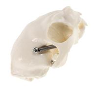 OUNONA Cat Skull Anatomy Model Cat Head Figurine Educational Prop with Detailed Anatomical Guide for Teaching Training Classroom Display and Research