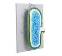 OUNONA Enlarged Cell Nucleus Model with Accurate Organelles for Biology Teaching Interactive Science Display for Student Education and Classroom Demonstration