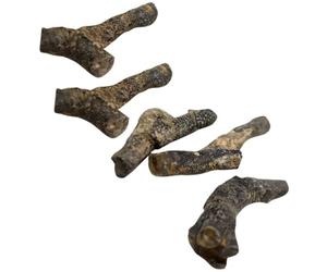 OUNONA Fossil Stromatoporoid Specimens and 5pcs Desktop Ornament Model Decor for Educational Purposes Day Science Party Decorations for Students and Aspiring Paleontologists