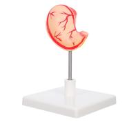 OUNONA High Precision Educational Tool for Medical Schools Detailed Human Stomach Teaching Aid for Enhanced Understanding of Anatomy