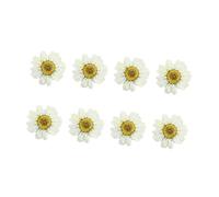 OUNONA Pressed Daisy Flowers 12Pcs White Natural Mini Flat Flowers for Resin Jewelry Making Handmade Packaging Materials