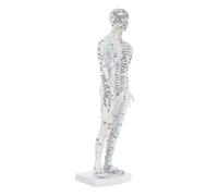 OUNONA Realistic Male Human Acupuncture Point Mannequin with Detailed Meridian Pathways Pressure Point Display Model for Traditional Chinese Medicine Teaching and Health Management