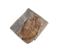 OUNONA Trilobite Real Rock Paleontology Collection for Science Experiments and Geological Display Box Use