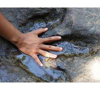 Our Enduring Fascination with Dinosaurs