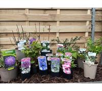 Our Hand Picked Selection of Butterfly and Bee Attracting Plants, Small (5 Plants)