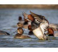 Our Living Coastline