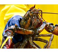 Our Role in the Ocean's Future
