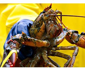 Our Role in the Ocean's Future