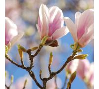 Outdoor Shrub Plant Magnolia x Soulangeana Flowering Tree Bush 2L Pot 30cm Plant Theory Green One Size