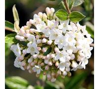 Outdoor Shrub Plant Viburnum x Burkwoodii Flowering Garden Plants 2L Pot Plant Theory Green One Size