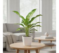 Ov Kamerplanten Mixed Ceramic Pot Size 10 Cm Height 35 - Many Items Are Generic Product Descriptions E.g., Mixed, Hangpot, Ceramic